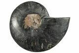 Cut & Polished Ammonite Fossil (Half) - Unusual Black Color #286652-1